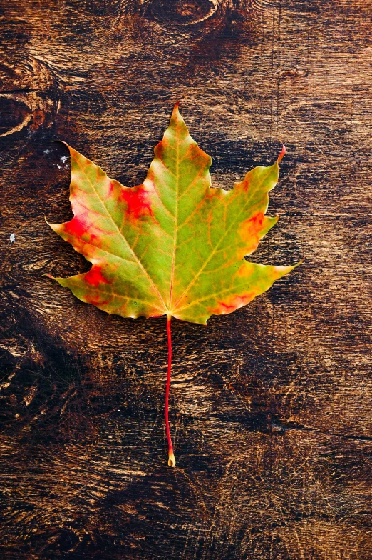 a close up of a leaf on a wooden surface, trending on pexels, maple syrup sea, square, multi - coloured, a handsome