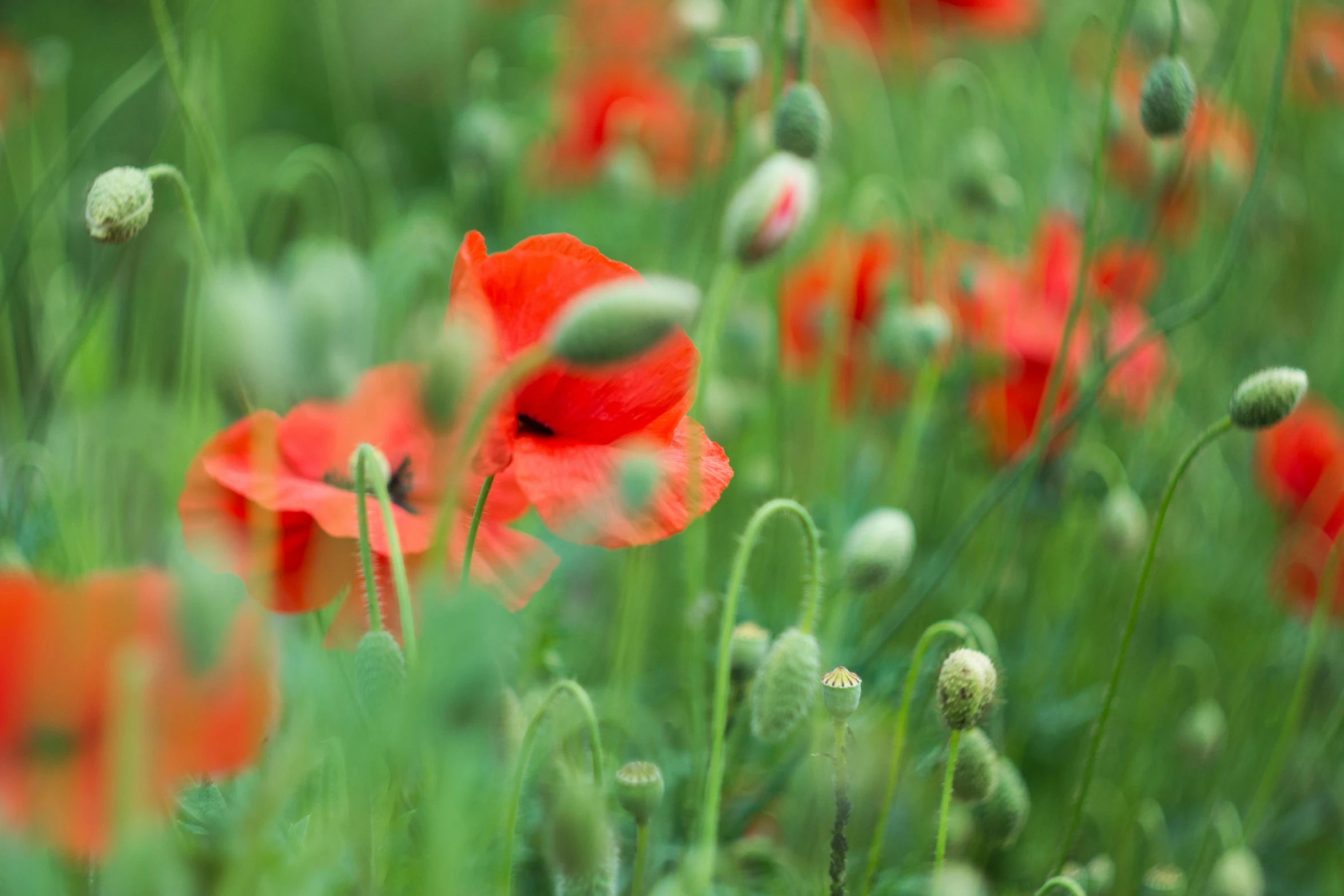 a field filled with lots of red flowers, a portrait, by Adam Marczyński, pixabay, 300mm telephoto bokeh, green, himalayan poppy flowers, youtube thumbnail