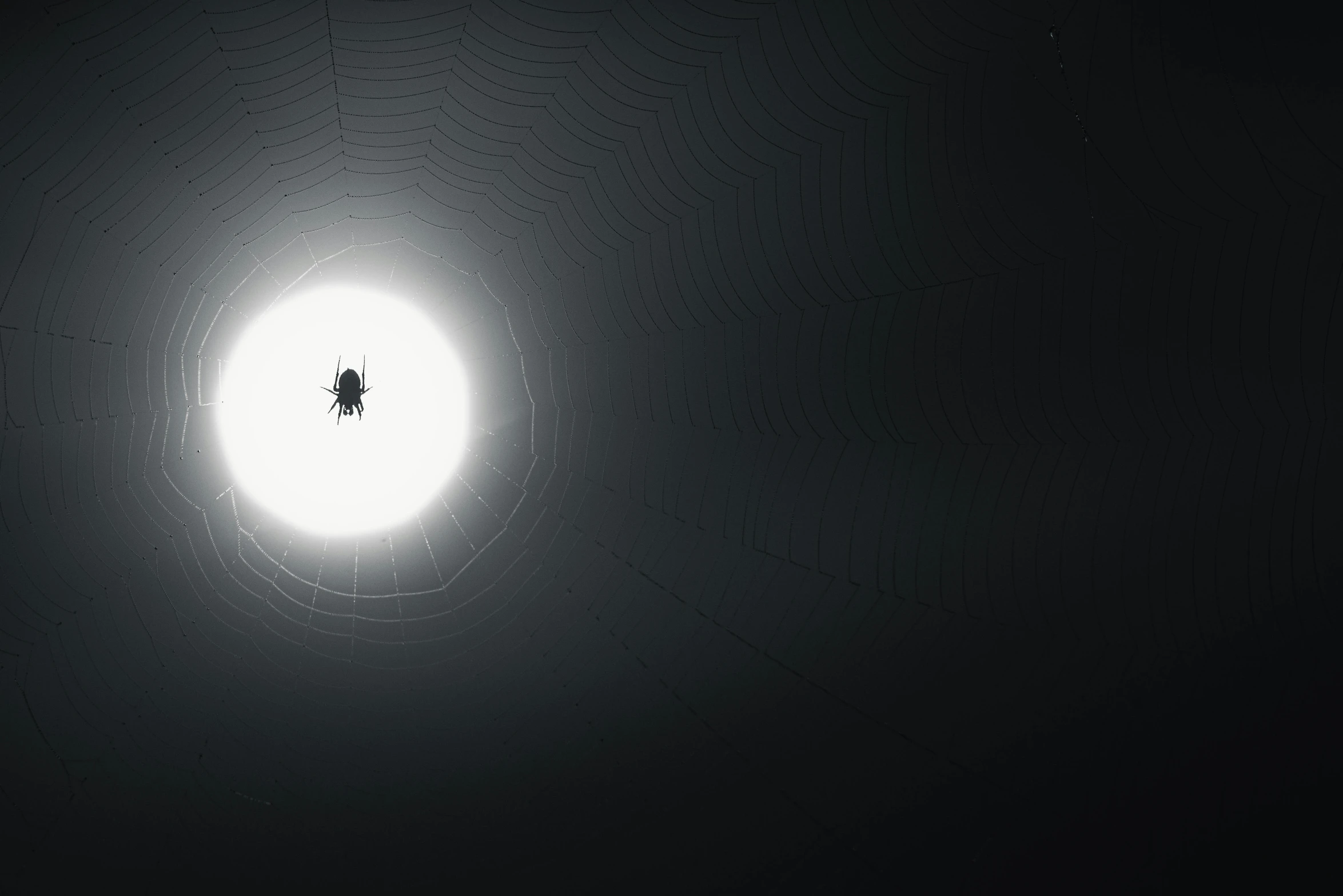 a spider web in the middle of a dark room, a screenshot, pexels contest winner, light and space, 3ds max render, moon backlight, an ugly giant spider, huge black glowing sun