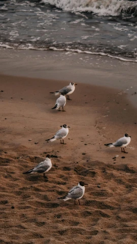 a flock of birds standing on top of a sandy beach, pexels contest winner, high angle shot, breakfast, high quality photo, late evening