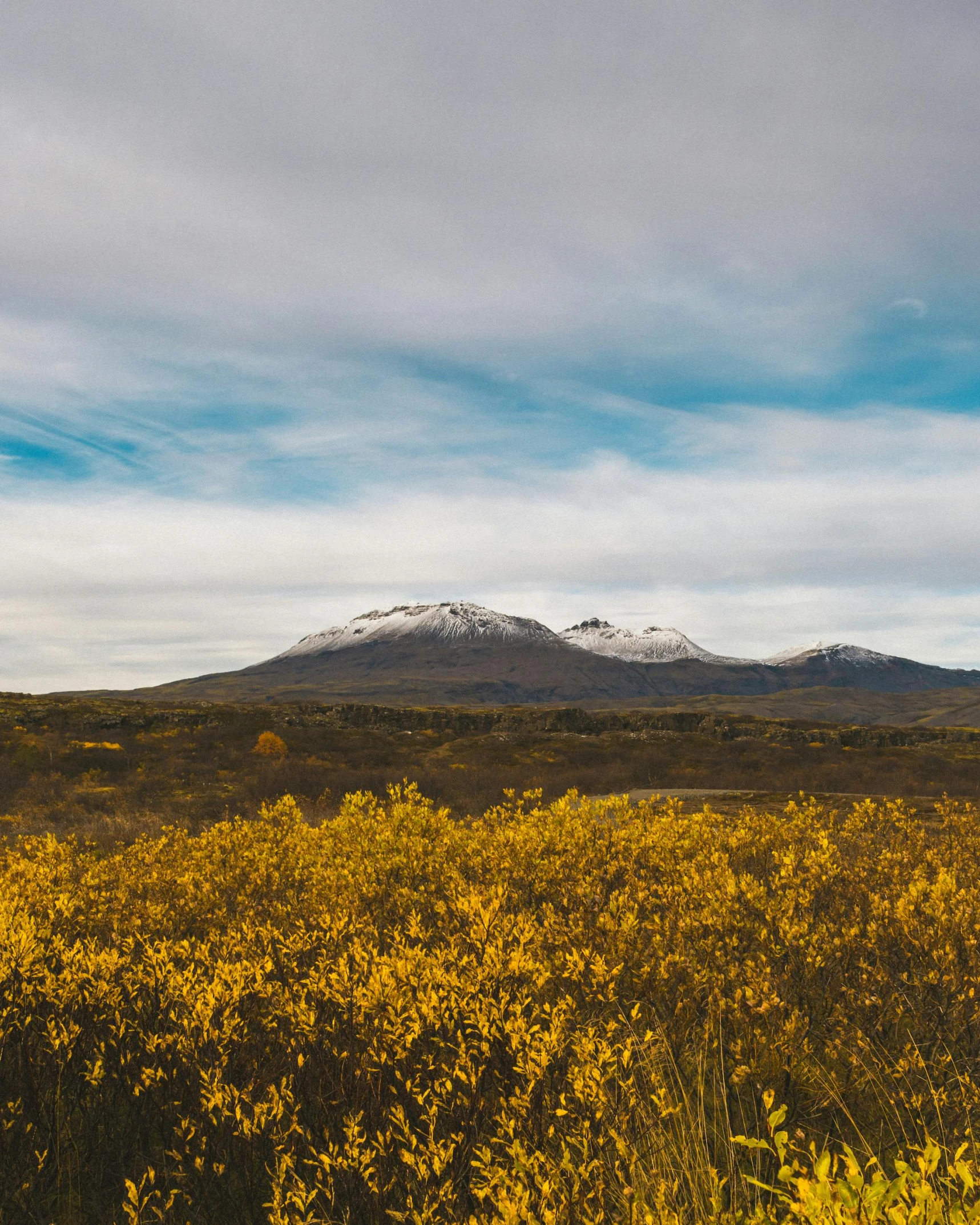 a field of yellow flowers with a mountain in the background, a picture, unsplash contest winner, reykjavik, bushes, with snow on its peak, fall colors