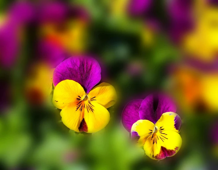 two yellow and purple flowers sitting next to each other, by Jan Rustem, pexels contest winner, bright colors ultrawide lens, second colours - purple, gardening, multicolor