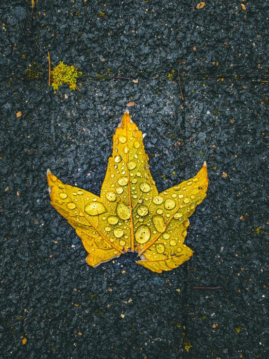 a leaf that is laying on the ground, an album cover, inspired by Andy Goldsworthy, unsplash contest winner, 4 k hd wallpapear, wet streets, profile image, yellow