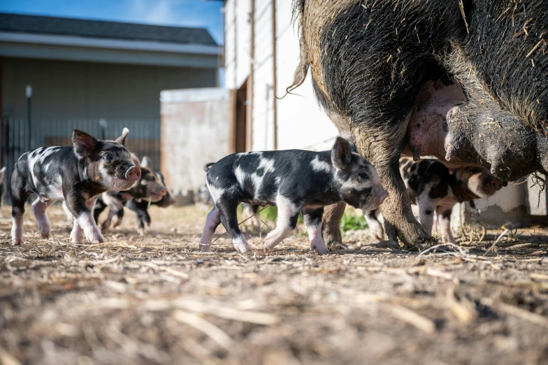 a group of pigs that are standing in the dirt