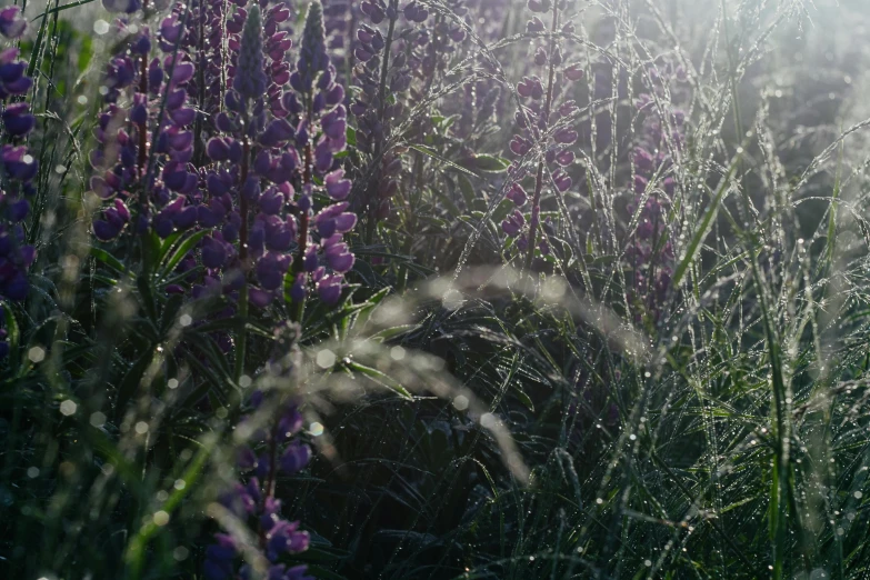 a bunch of purple flowers sitting on top of a lush green field, unsplash, romanticism, early morning light, background image, dewy skin, real engine 5 cinematic