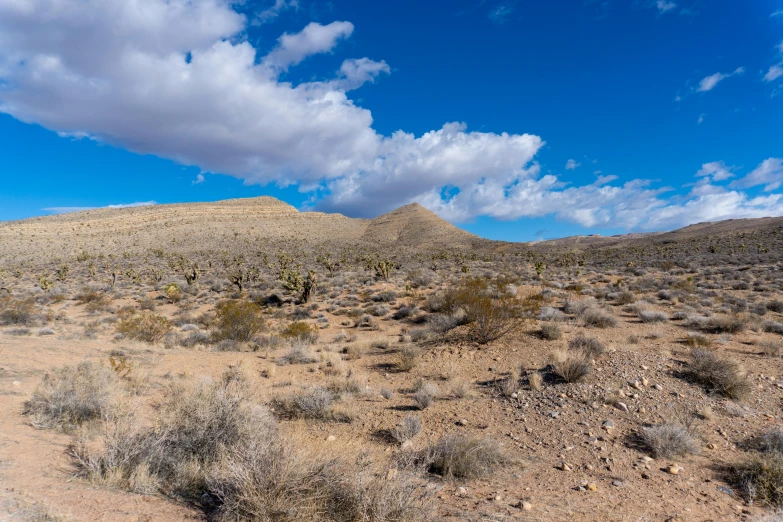 a dirt road in the middle of a desert, by Jeffrey Smith, unsplash, les nabis, panoramic, fan favorite, patchy cactus, calico