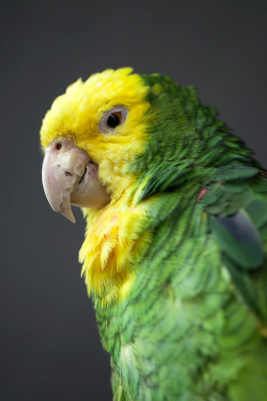 a close up of a yellow and green parrot, on a gray background, photographed for reuters, iowa, fluffy green belly