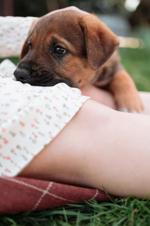 a small brown dog laying on top of a person's leg, unsplash, renaissance, babies in her lap, summer evening, boxer, seducing