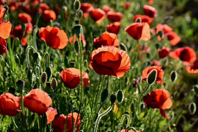 a field of red poppies on a sunny day, pexels, art nouveau, avatar image