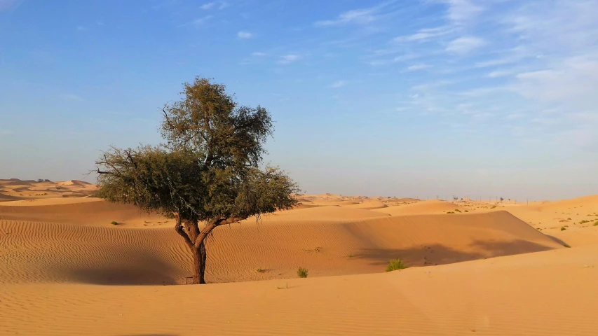 a lone tree in the middle of a desert, inspired by Frederick Goodall, pexels contest winner, hurufiyya, dunes in the background, indian forest, surrounding the city, shades of gold display naturally