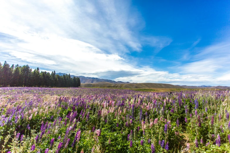 a field full of purple flowers under a blue sky, by Peter Churcher, unsplash, hurufiyya, kahikatea, tourist photo, highlands, wine