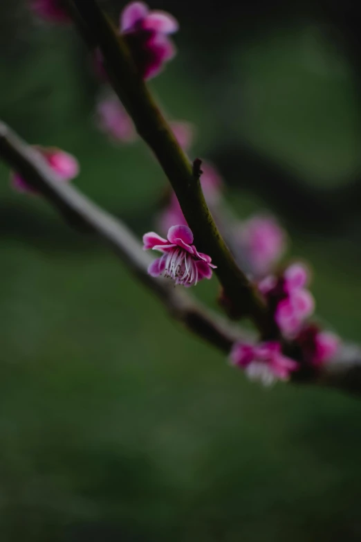 a close up of a pink flower on a tree branch, by Jacob de Heusch, pexels, paul barson, tiny crimson petals falling, early spring, ::