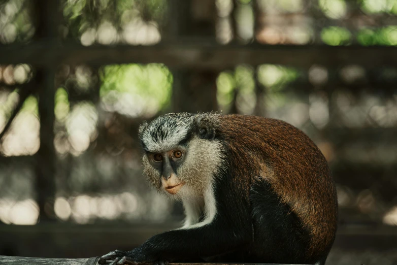 a monkey sitting on top of a wooden bench, on a wooden table