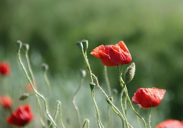 a group of red poppies sitting on top of a lush green field, slide show, alessio albi, close up photograph, no cropping