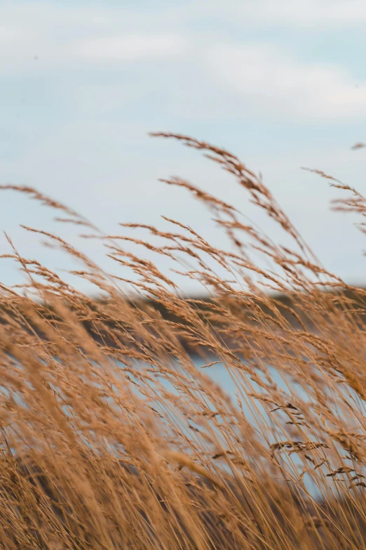 tall grass blowing in the wind near a body of water, prairie landscaping, 2019 trending photo, autumn season, farming