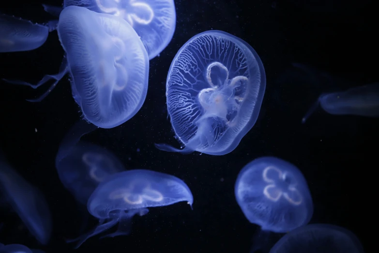a group of jellyfish swimming in an aquarium, a microscopic photo, by Adam Marczyński, unsplash, dark blue neon light, 2022 photograph, thumbnail, getty images
