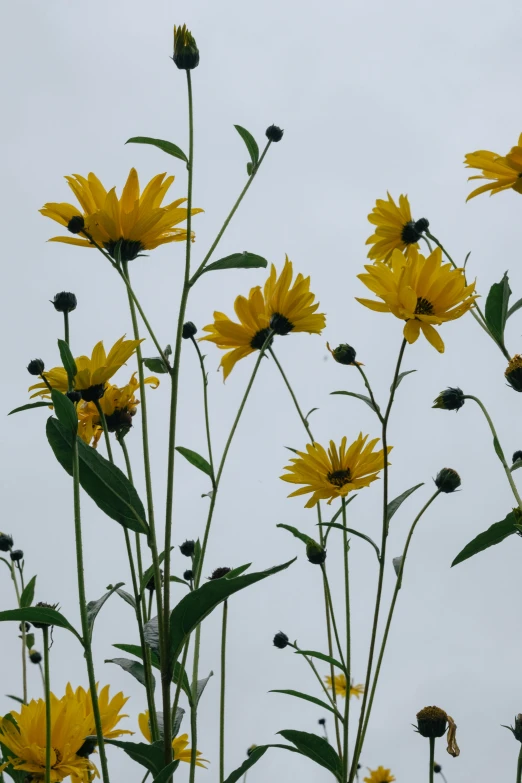 a bunch of yellow flowers sitting on top of a lush green field, by Linda Sutton, dark sky, helianthus flowers, photographic. imposingly tall, black flowers