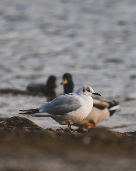 a couple of birds that are standing in the sand, pexels contest winner, seagull, subject= duck, on a riverbank, non-binary