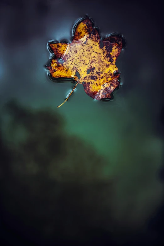 a leaf floating on top of a body of water, a macro photograph, by Sebastian Spreng, art photography, 8k fine art photography, autum, fujifilm”