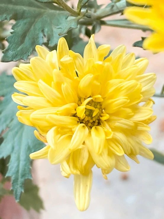 a close up of a yellow flower with green leaves, chrysanthemum eos-1d, listing image, edible flowers, full product shot