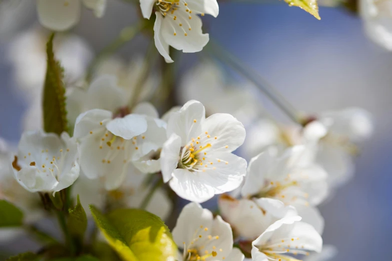 a close up of a bunch of white flowers, by David Simpson, unsplash, giant cherry trees, paul barson, sunlit, blue