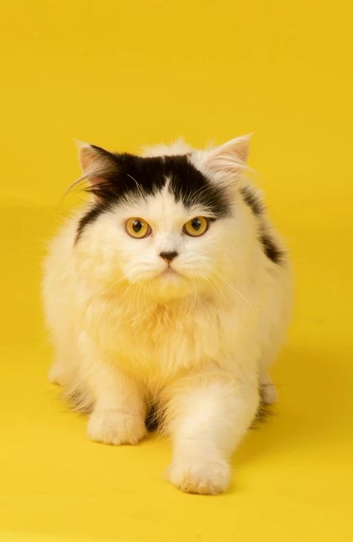 a black and white cat sitting on a yellow surface, fluffy face, getty images, ready to model, pudgy