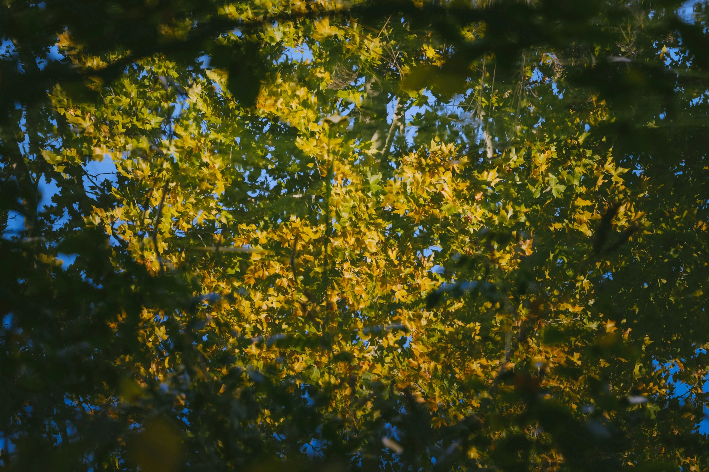the reflection of a tree in a puddle of water, unsplash, visual art, some yellow green and blue, linden trees, as seen from the canopy, ignant