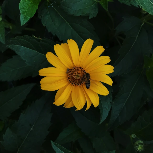 a yellow flower with a bee on it, photograph from above, shot with premium dslr camera, portrait shot 8 k, black