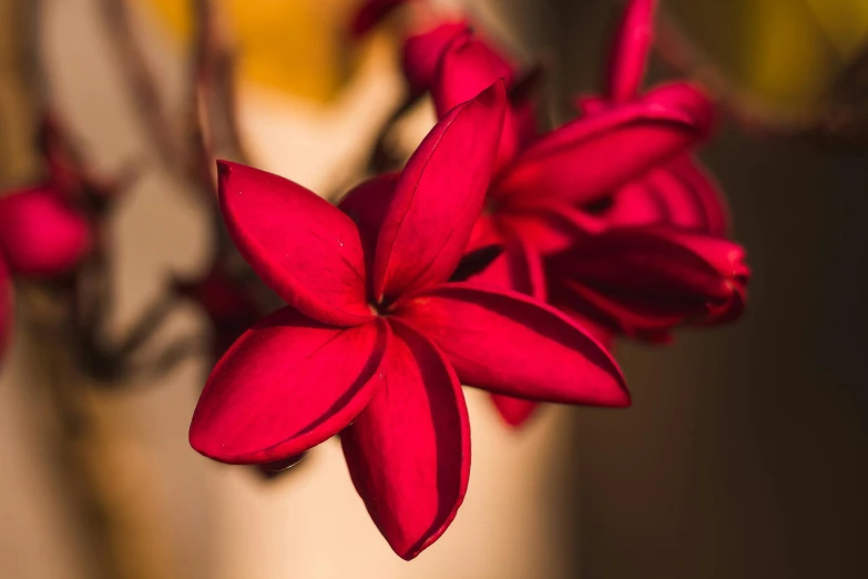 a close up of a red flower in a vase, pexels contest winner, arabesque, plumeria, early evening, today\'s featured photograph 4k, venetian red