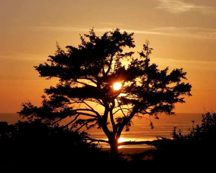 a lone tree is silhouetted against the setting sun, a photo, by Linda Sutton, pexels contest winner, pacific northwest coast, golden sacred tree, slide show, at the beach on a sunset