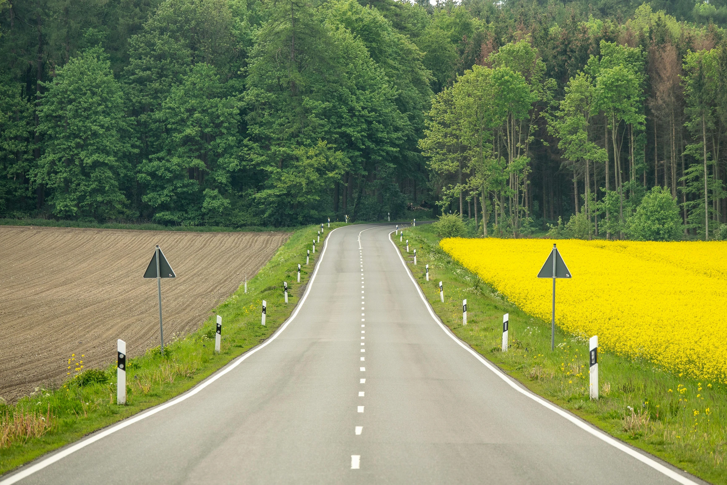 a road in the middle of a field of yellow flowers, inspired by Jan Kupecký, pexels contest winner, precisionism, green and yellow, german forest, boundary of two lands, traffic signs