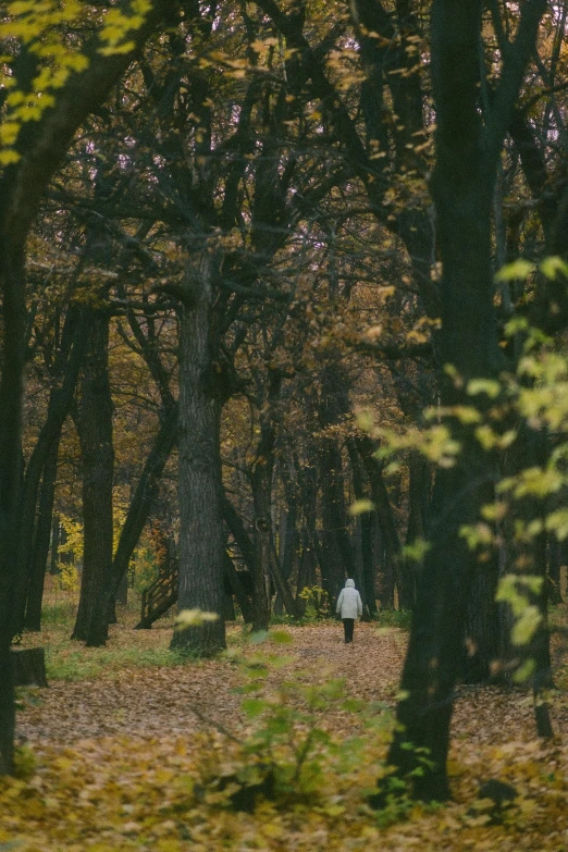 a person walking through a forest in the fall, an album cover, inspired by Elsa Bleda, visual art, ukraine. photography, parks and gardens, leica 8k still from an a24 film, city park