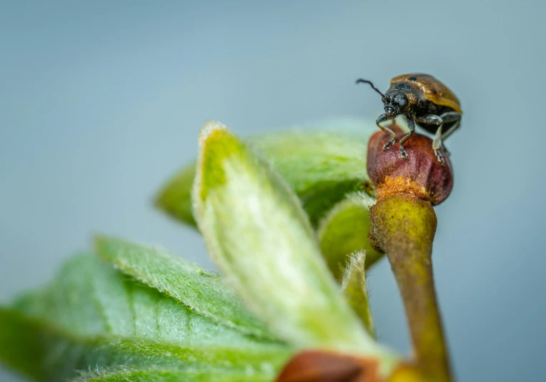 a bug sitting on top of a green leaf, a macro photograph, by Andries Stock, unsplash, figuration libre, manuka, avatar image, perched on a mossy branch, bumblebee