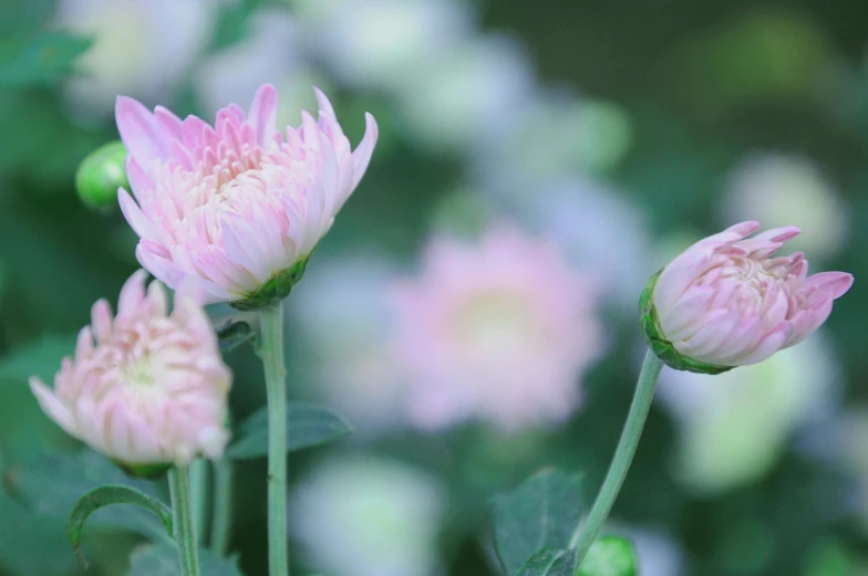 a group of pink flowers sitting on top of a lush green field, a picture, inspired by Hasegawa Tōhaku, unsplash, chrysanthemum, pale pastel colours, in bloom greenhouse, detail shot