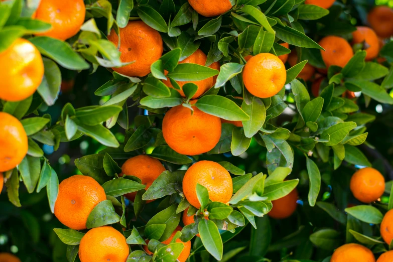 a bunch of oranges hanging from a tree, by David Garner, pexels, vibrant foliage, print ready, “organic, well designed