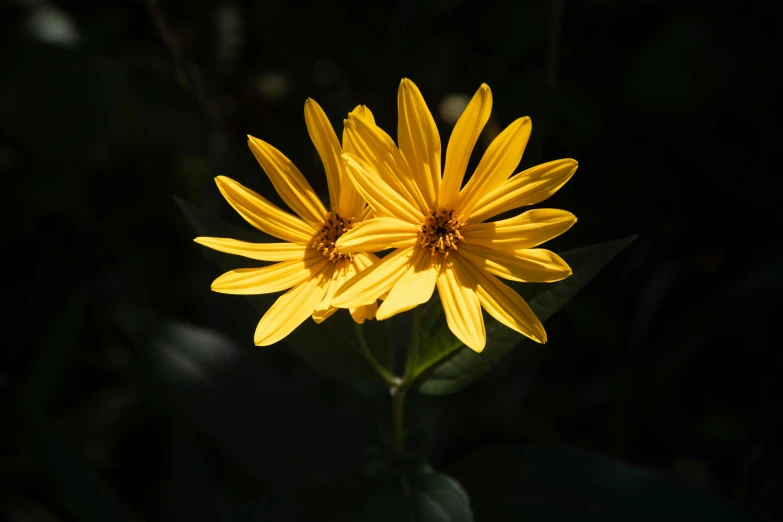 a close up of a yellow flower with dark background, by Sven Erixson, unsplash, two suns are in the sky, paul barson, modeled, high resolution image