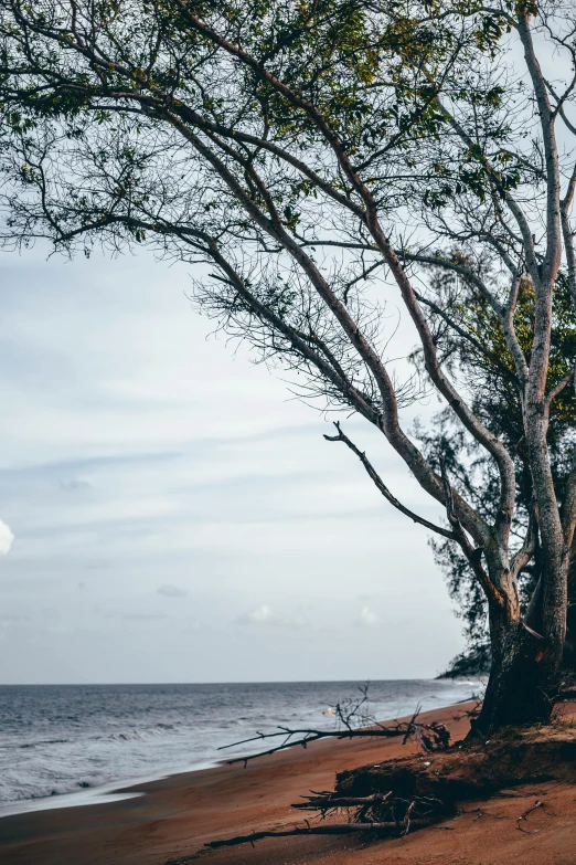 a large tree sitting on top of a sandy beach, a picture, unsplash, visual art, reunion island landscape, looking sideway, afternoon, sri lanka