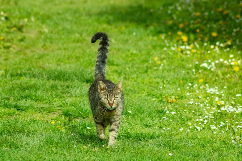 a cat walking across a lush green field, lawns, running freely, thick tail, local conspirologist