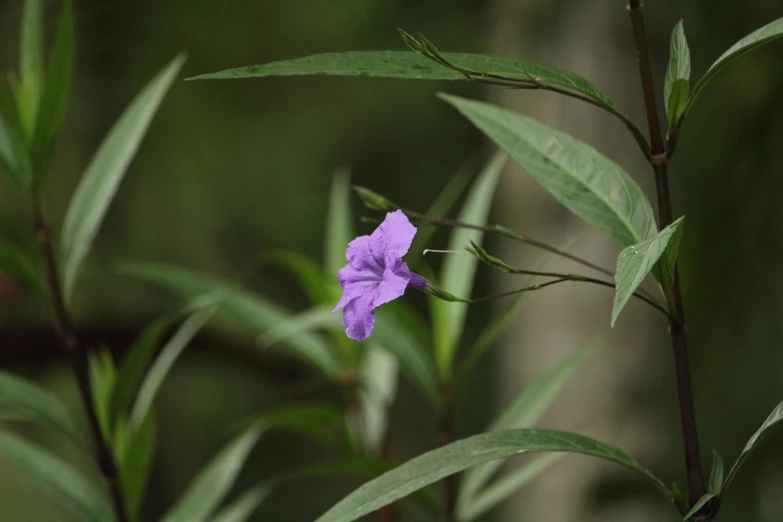 a purple flower sitting on top of a green plant, on a jungle forest, botanical herbarium, over-shoulder shot, grey