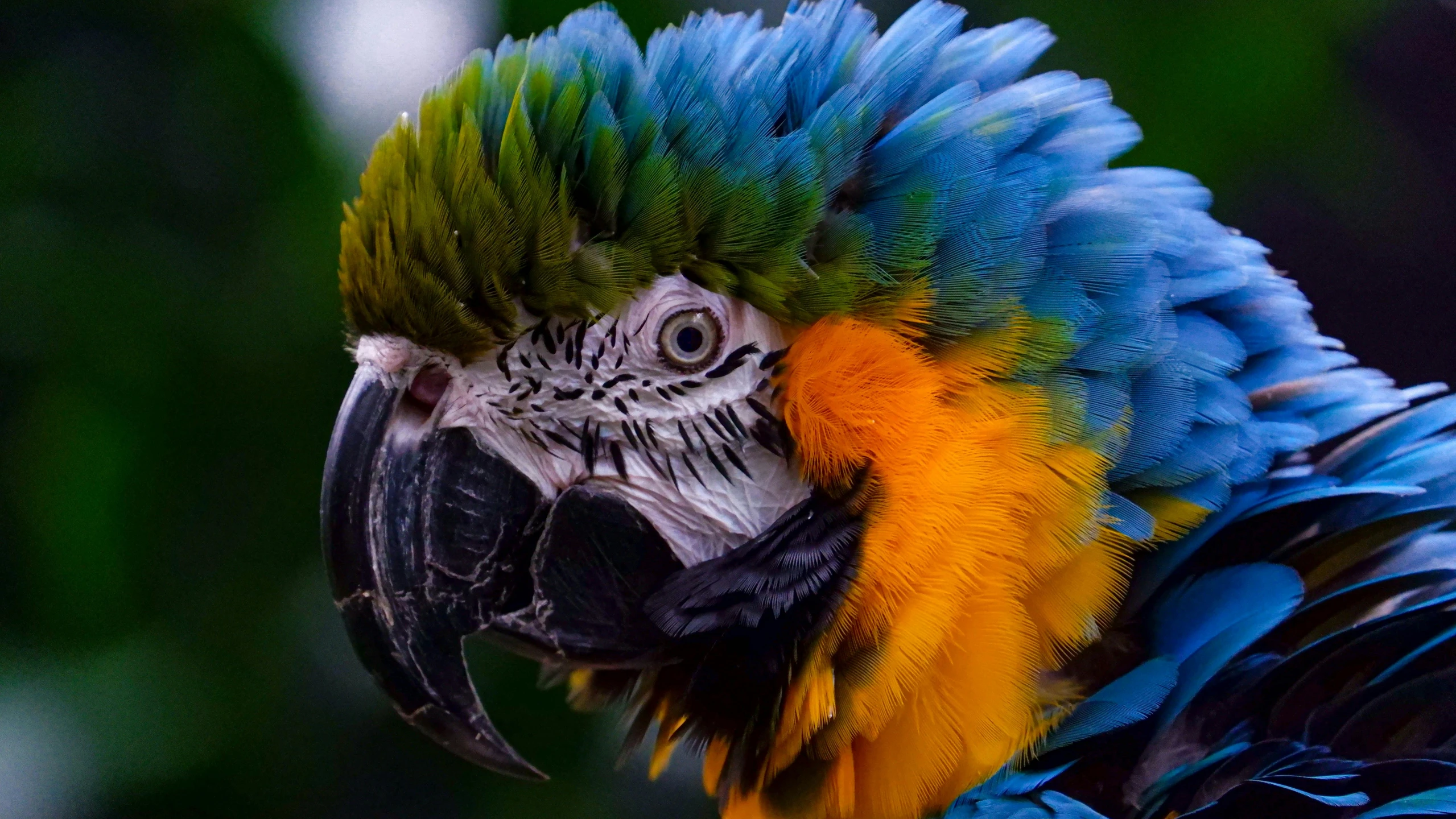 a colorful parrot sitting on top of a tree branch, a portrait, pexels contest winner, covered in feathers, avatar image, macrophotography, head shot