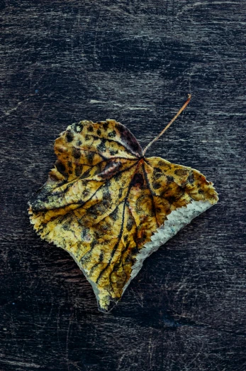 a close up of a leaf on a wooden surface, unsplash, art photography, dressed in a worn, butterfly, grizzled, aged