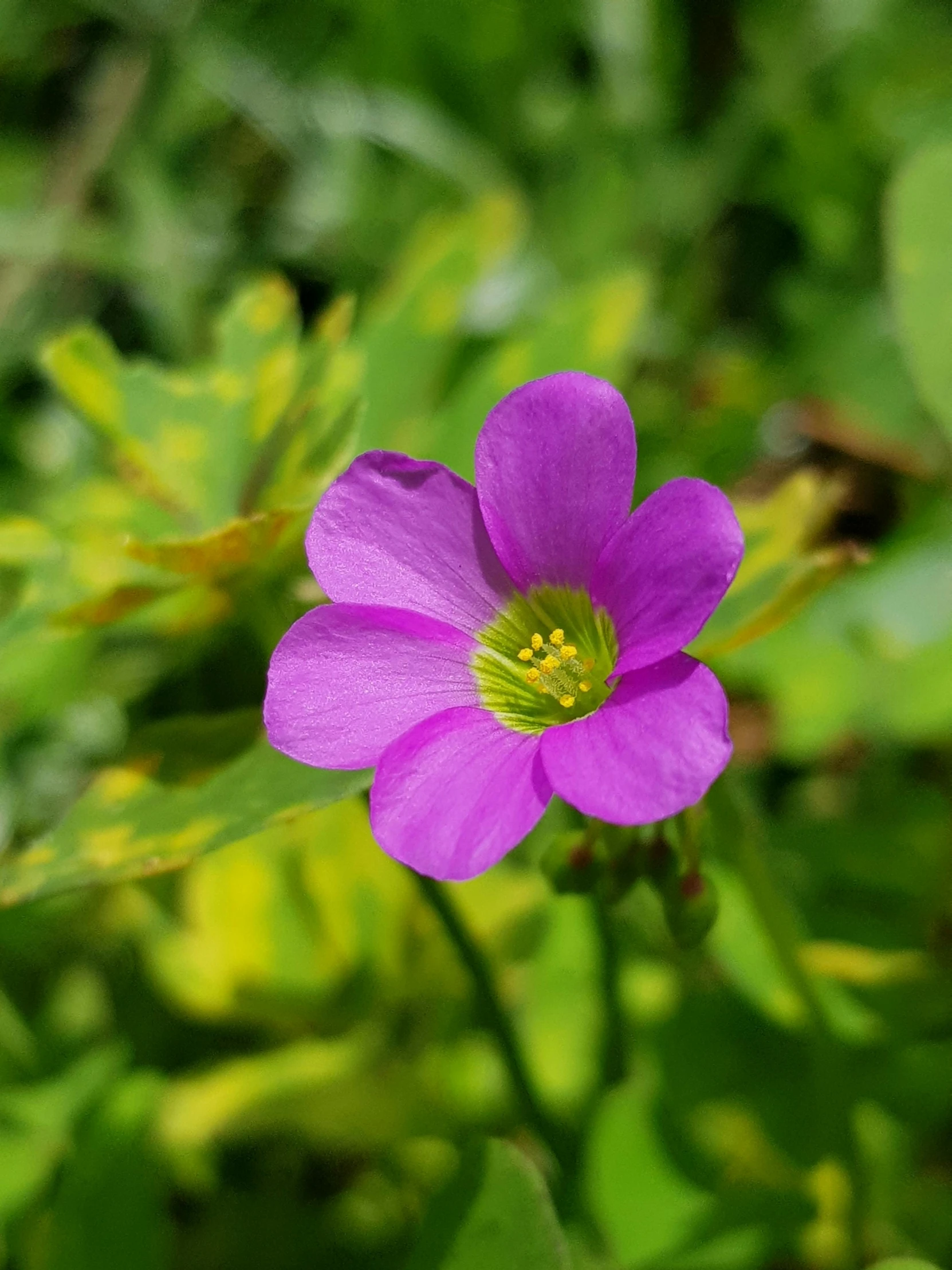 a purple flower sitting on top of a lush green field, 👰 🏇 ❌ 🍃, edible flowers, up-close, wild foliage