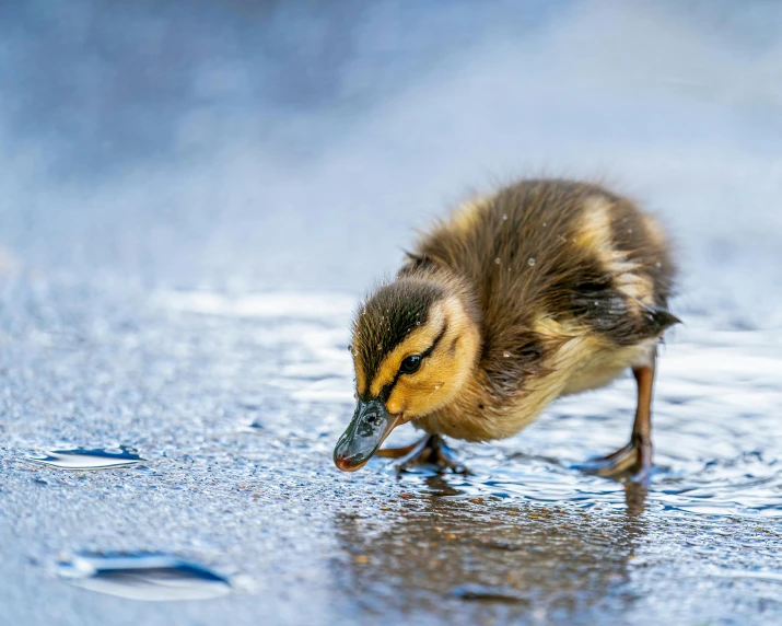 a duck that is standing in the water, wet pavement, jen atkin, maternal photography 4 k, cute little creature