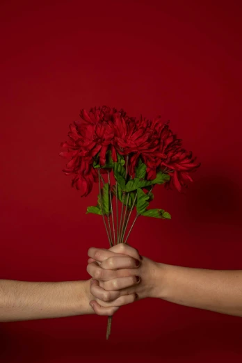 two hands holding red flowers against a red background, romantic lead, lynn skordal, chrysanthemum eos-1d, uncomfortable