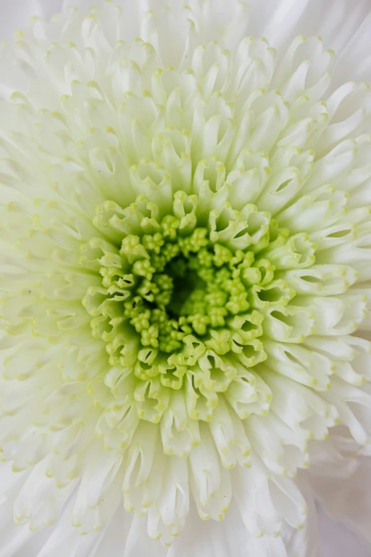 a close up of a white flower with a green center, arabesque, award - winning crisp details ”, paper chrysanthemums, sleek white, light green