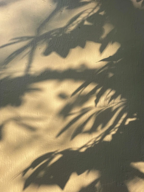 a shadow of a plant on a wall, inspired by Max Dupain, tonalism, gold dappled light, ( ray of sunlight ), lena oxton, on canvas