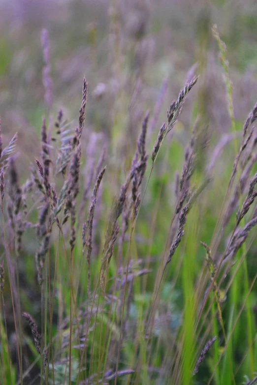 a close up of tall grass in a field, purple. smooth shank, malt, subtle purple accents, historical setting