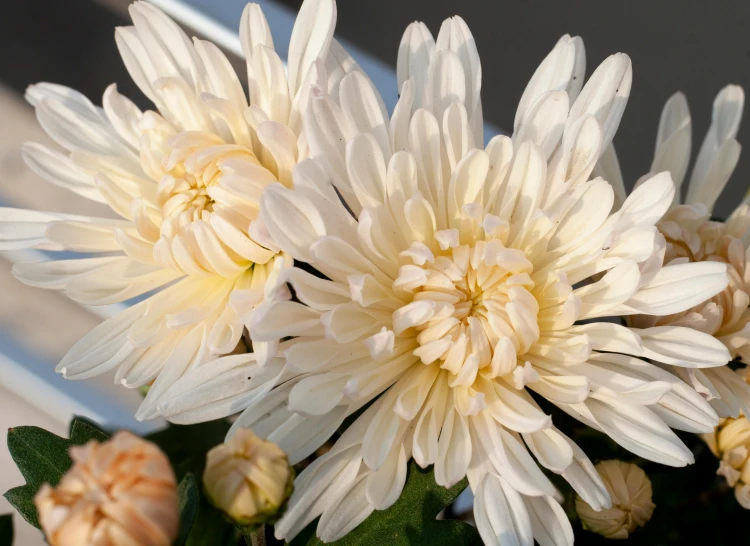 a close up of a bunch of flowers in a vase, chrysanthemum eos-1d, beige mist, gleaming white, award-winning masterpiece