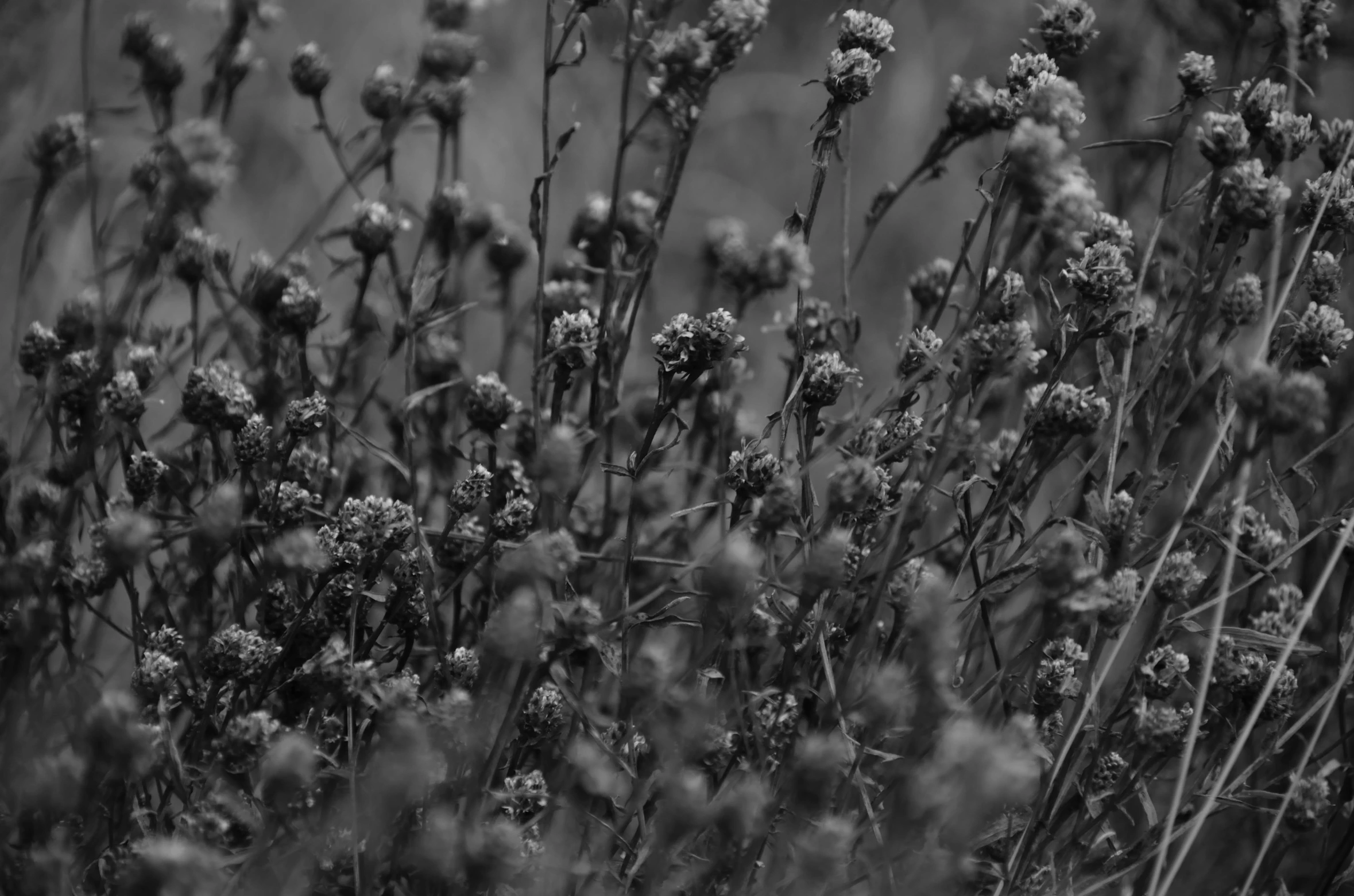 a black and white photo of a bunch of flowers, a black and white photo, by Altichiero, unsplash, tonalism, weeds and grass, verbena, densely packed buds of weed, somber colors