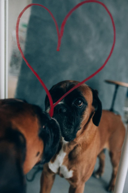 a couple of dogs standing next to each other, a picture, by Emma Andijewska, pexels contest winner, romanticism, boxer, heart shaped face, looking through a window frame, realistic »